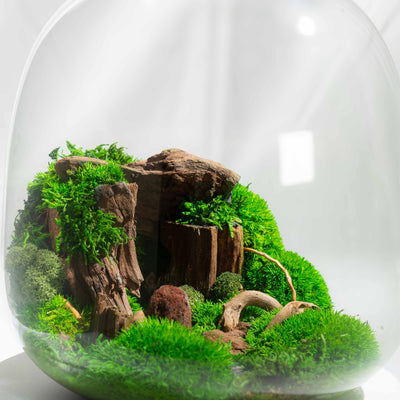 Real moss preserved in a geometric terrarium—handcrafted décor piece for home, office, or thoughtful eco gift for her, him, or them.