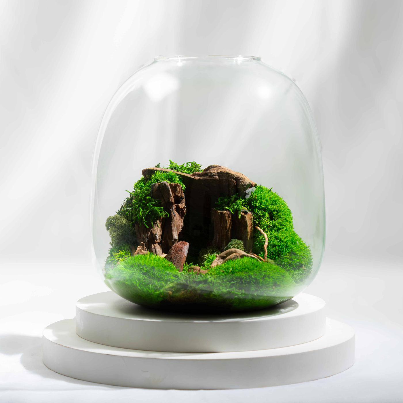 Ready-made moss terrarium using preserved, organic greenery—perfect for minimalist interiors, modern gift ideas, or earthy home styling.