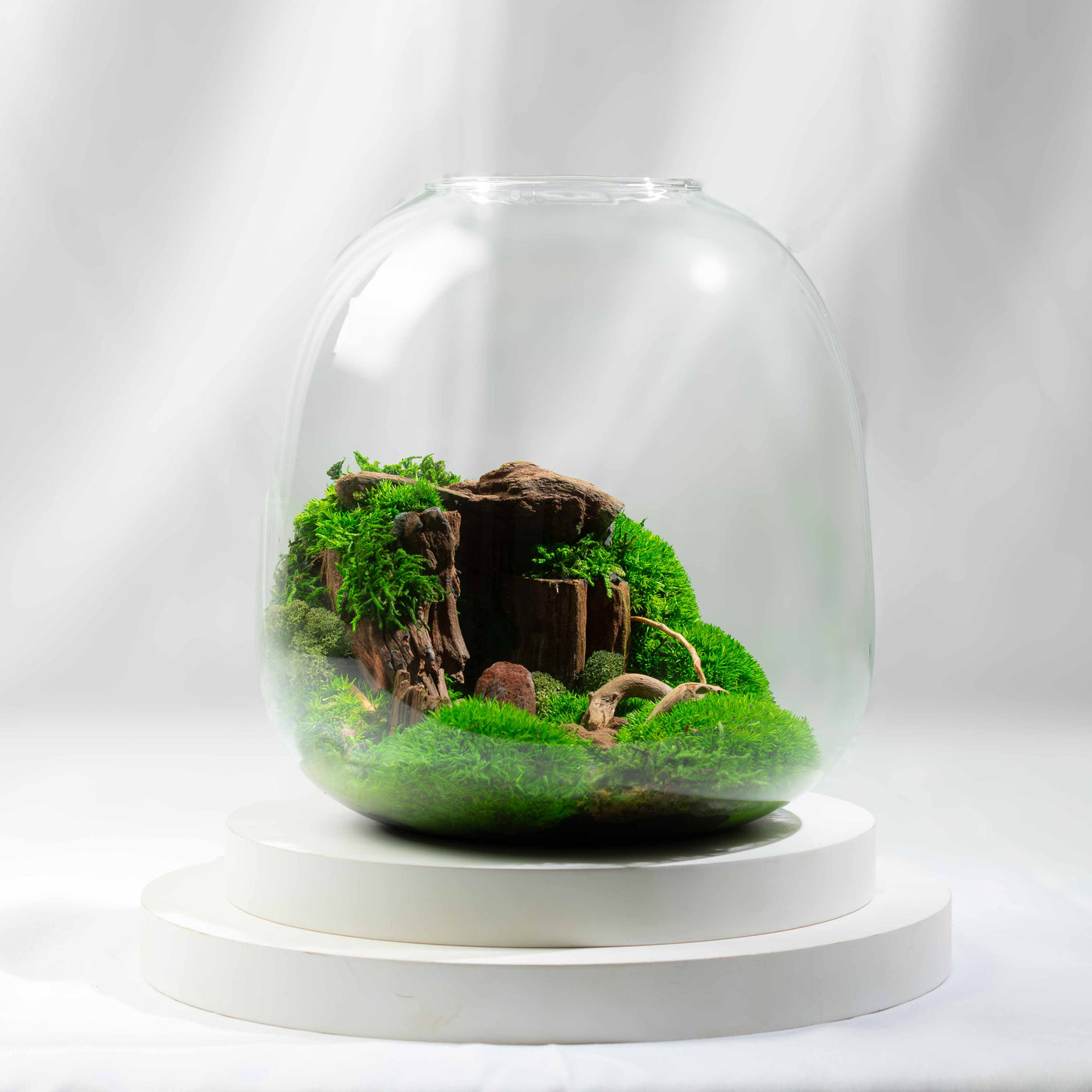 Modern preserved moss terrarium—no watering needed, just beautiful green décor for boho homes, contemporary offices, or earthy gift-giving.