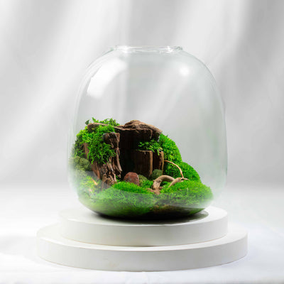 Modern preserved moss terrarium—no watering needed, just beautiful green décor for boho homes, contemporary offices, or earthy gift-giving.