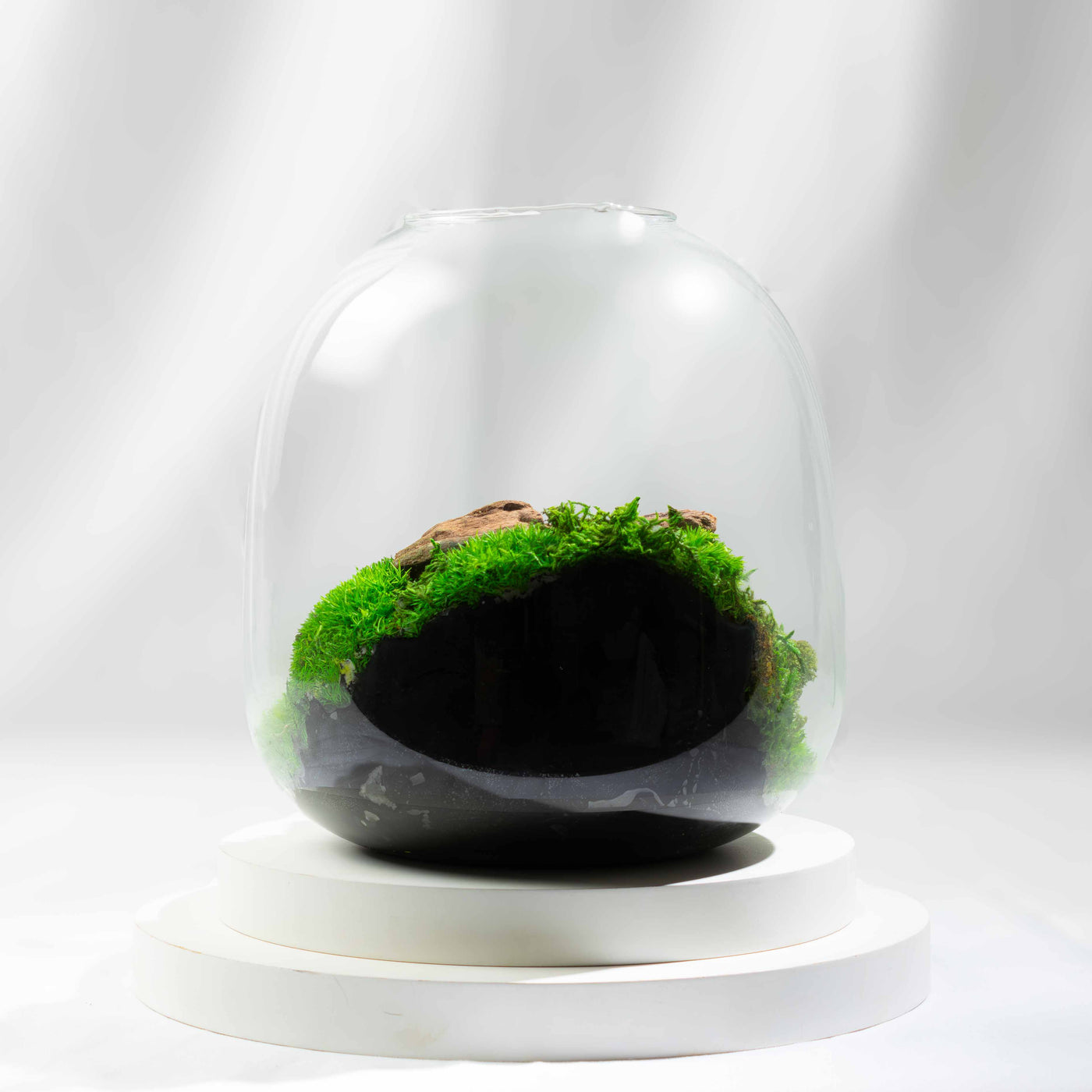 Preserved moss in an elegant handmade terrarium—organic, sustainable decor that brings a touch of nature to any home, desk, or special occasion.
