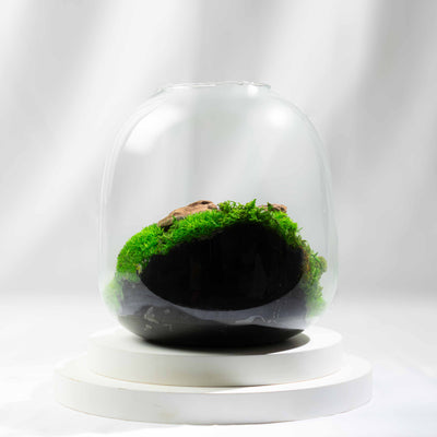 Preserved moss in an elegant handmade terrarium—organic, sustainable decor that brings a touch of nature to any home, desk, or special occasion.