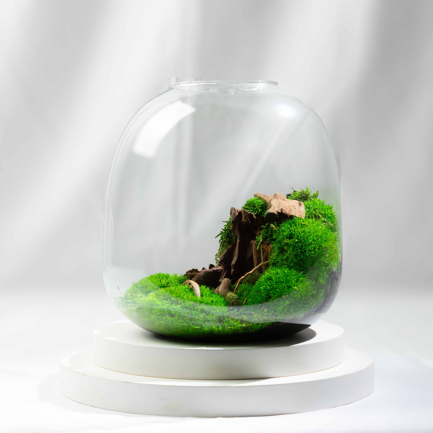 Glass terrarium with green moss and a piece of driftwood on a white background