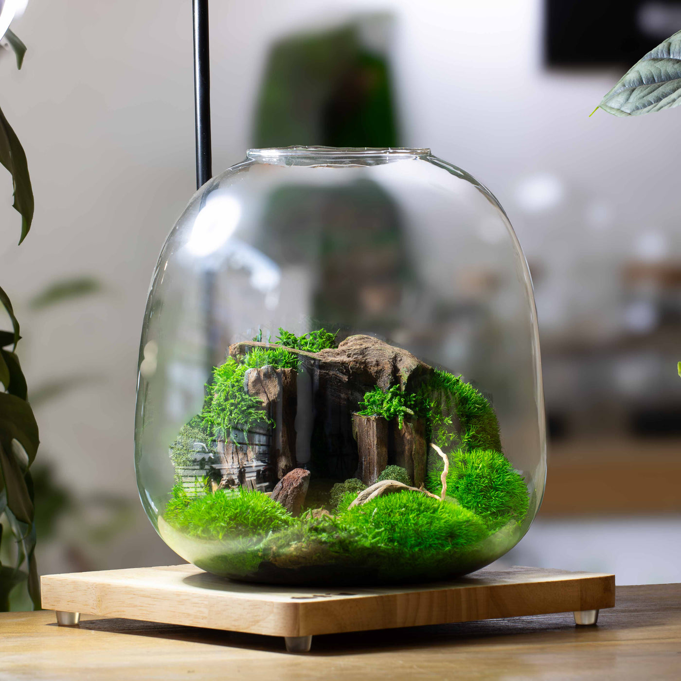 Glass terrarium with greenery and rocks on a wooden base