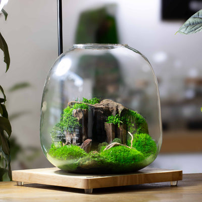 Glass terrarium with greenery and rocks on a wooden base