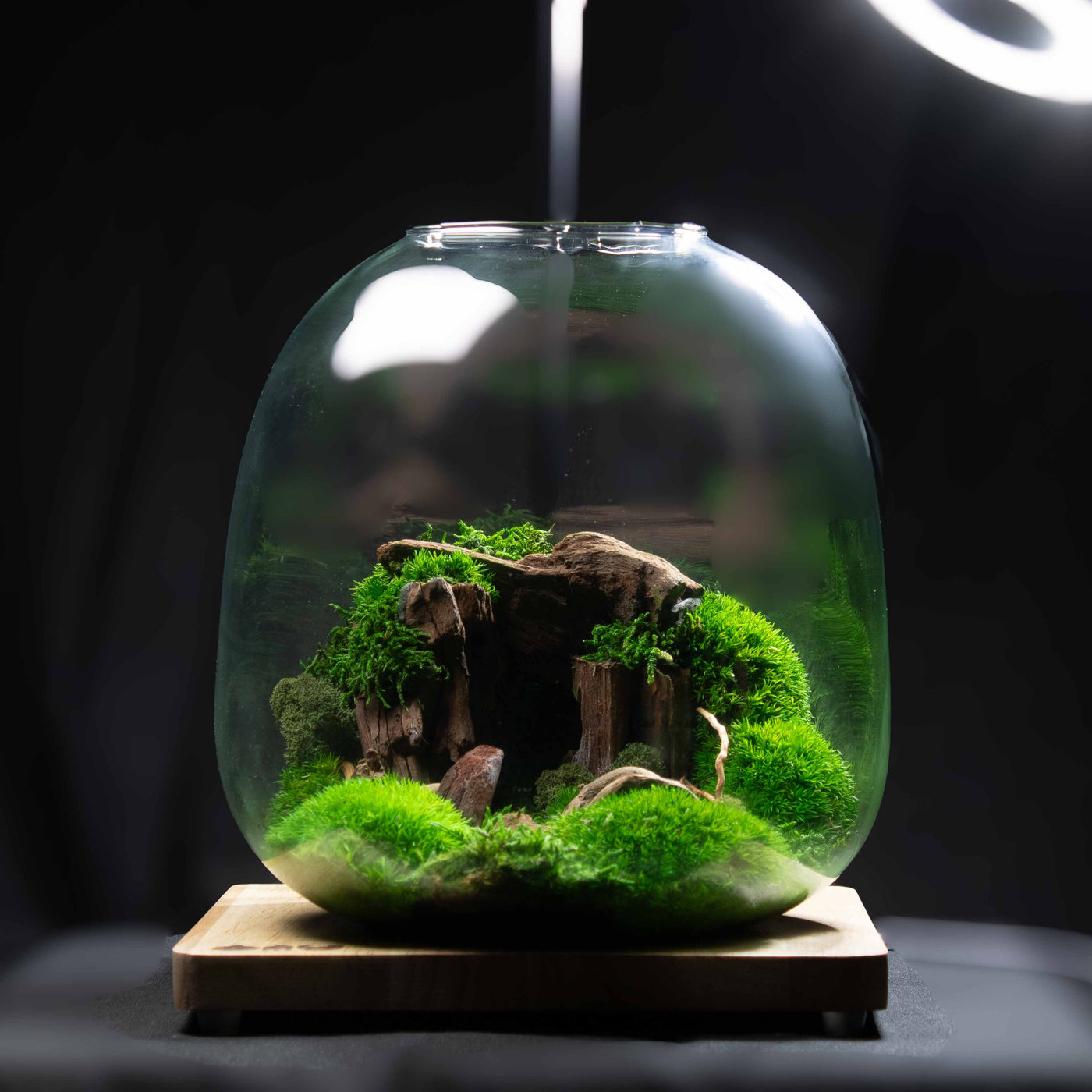 Glass terrarium with green plants and a wooden base on a dark background