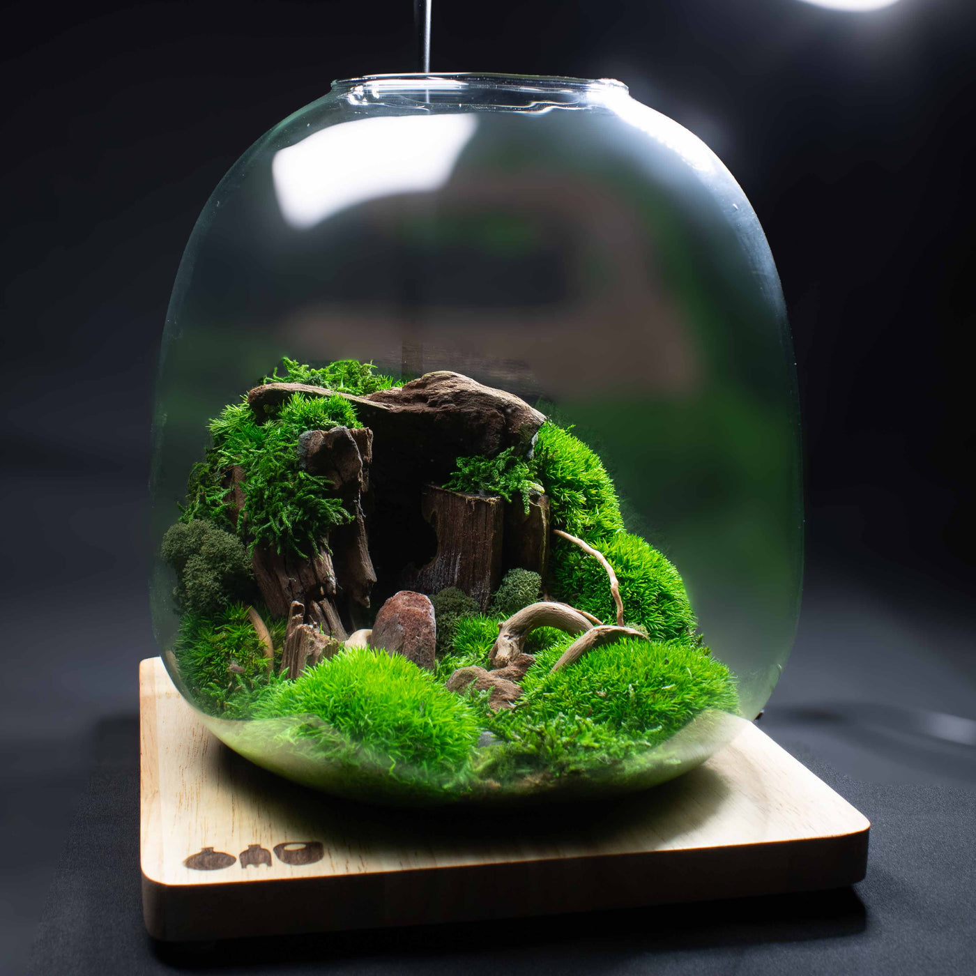 Handmade preserved terrarium featuring real moss, beautifully assembled in a geometric container—zero-maintenance natural décor for home or office.