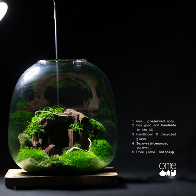 Low-maintenance preserved moss terrarium with handcrafted detail—ideal as a calming desk accessory or stylish shelf accent for any room.