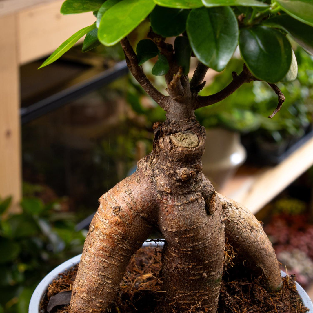 bonsai tree glasgow Ficus Ginseng Microcarpa Bonsai 12cm | For Sale
