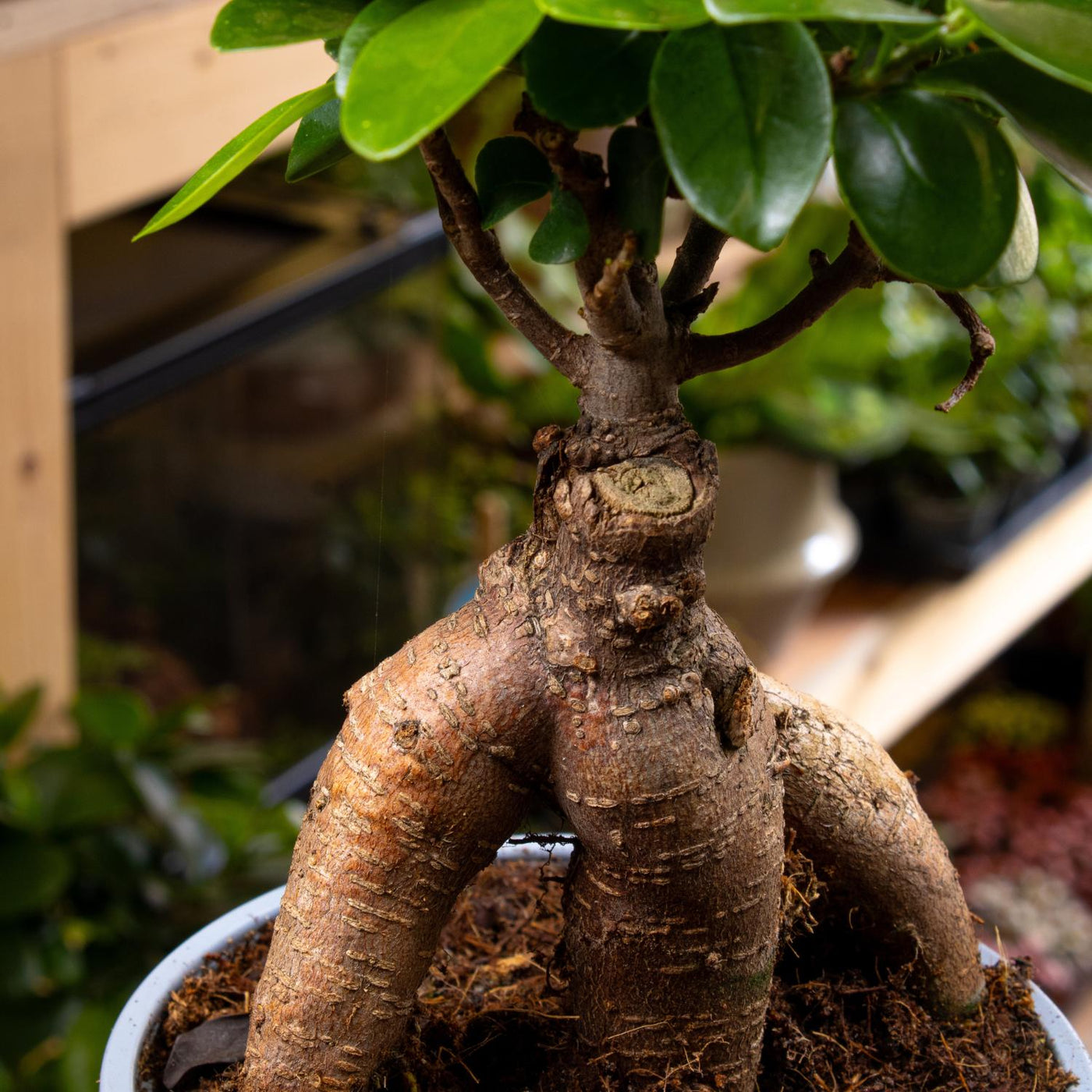 Shop closed terrarium plants