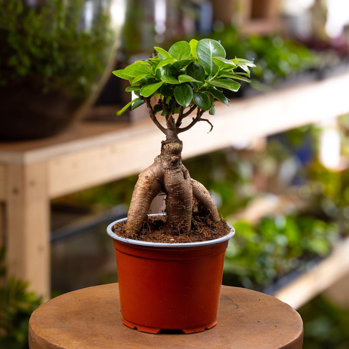 Ficus Ginseng Microcarpa Bonsai 12cm | For Sale
