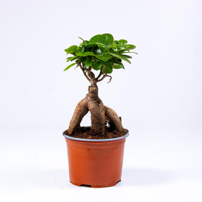 Ficus bonsai plant for terrariums