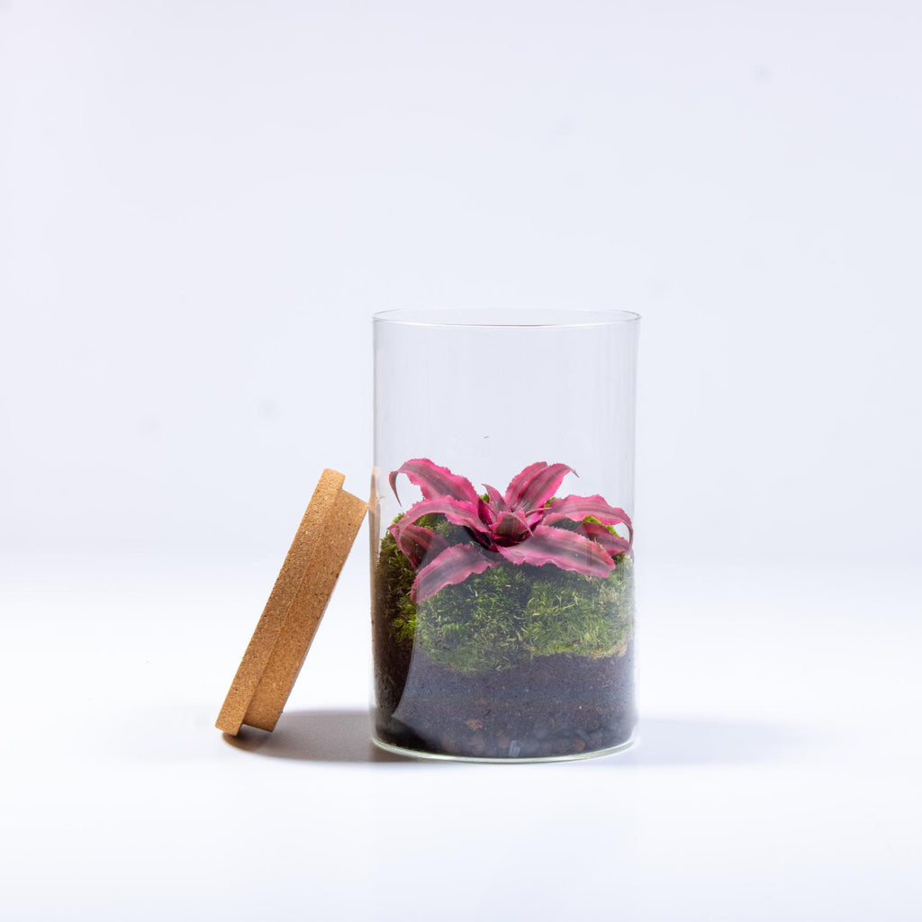 Cryptanthus Terrarium | For Sale | ome