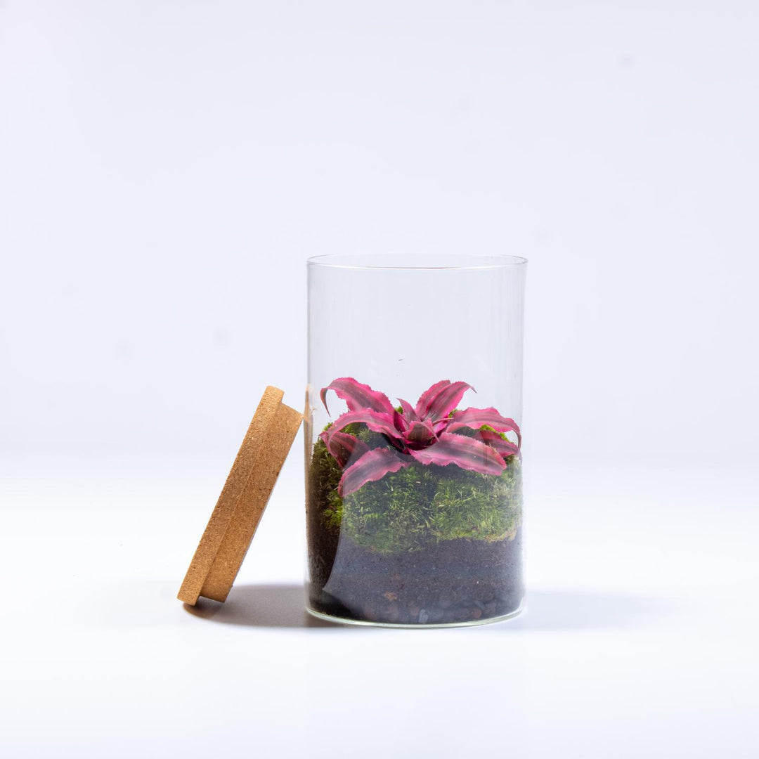 Cryptanthus Terrarium | For Sale | ome