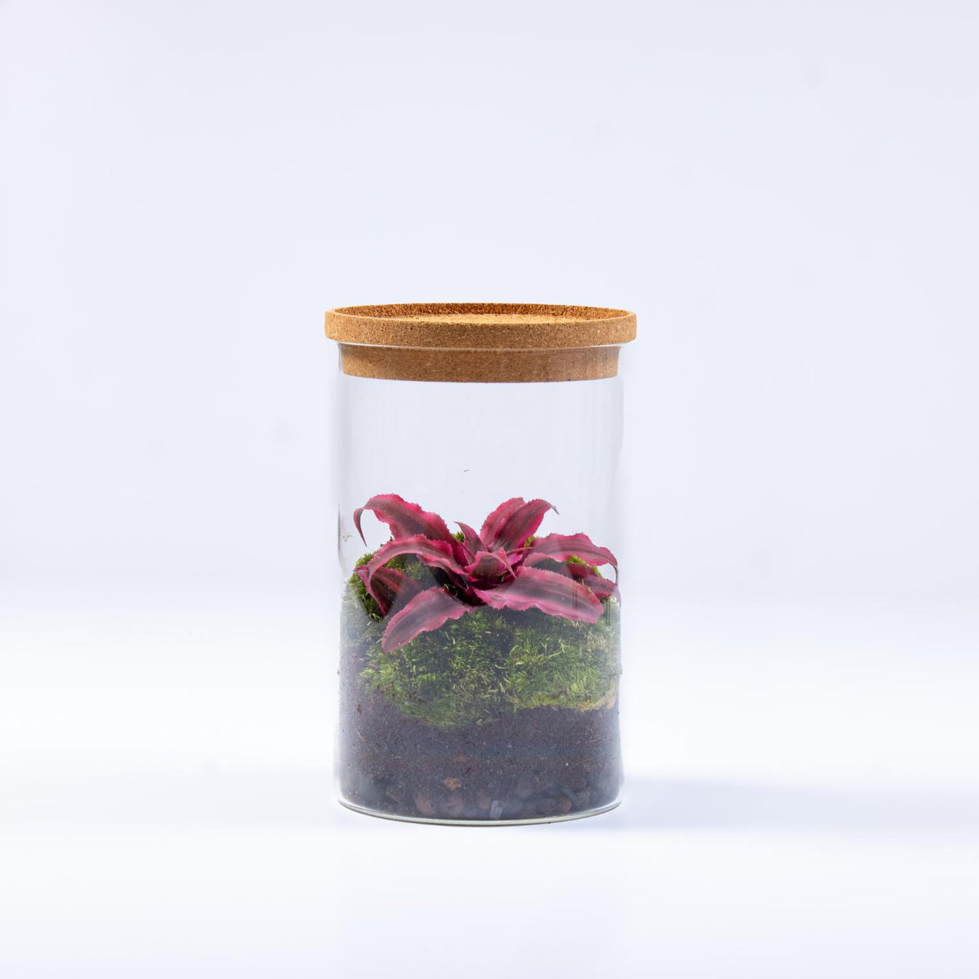 plante terrarium Closed Terrarium with Cryptanthus Plant Colourful pre-made Terrarium Low Mainten
