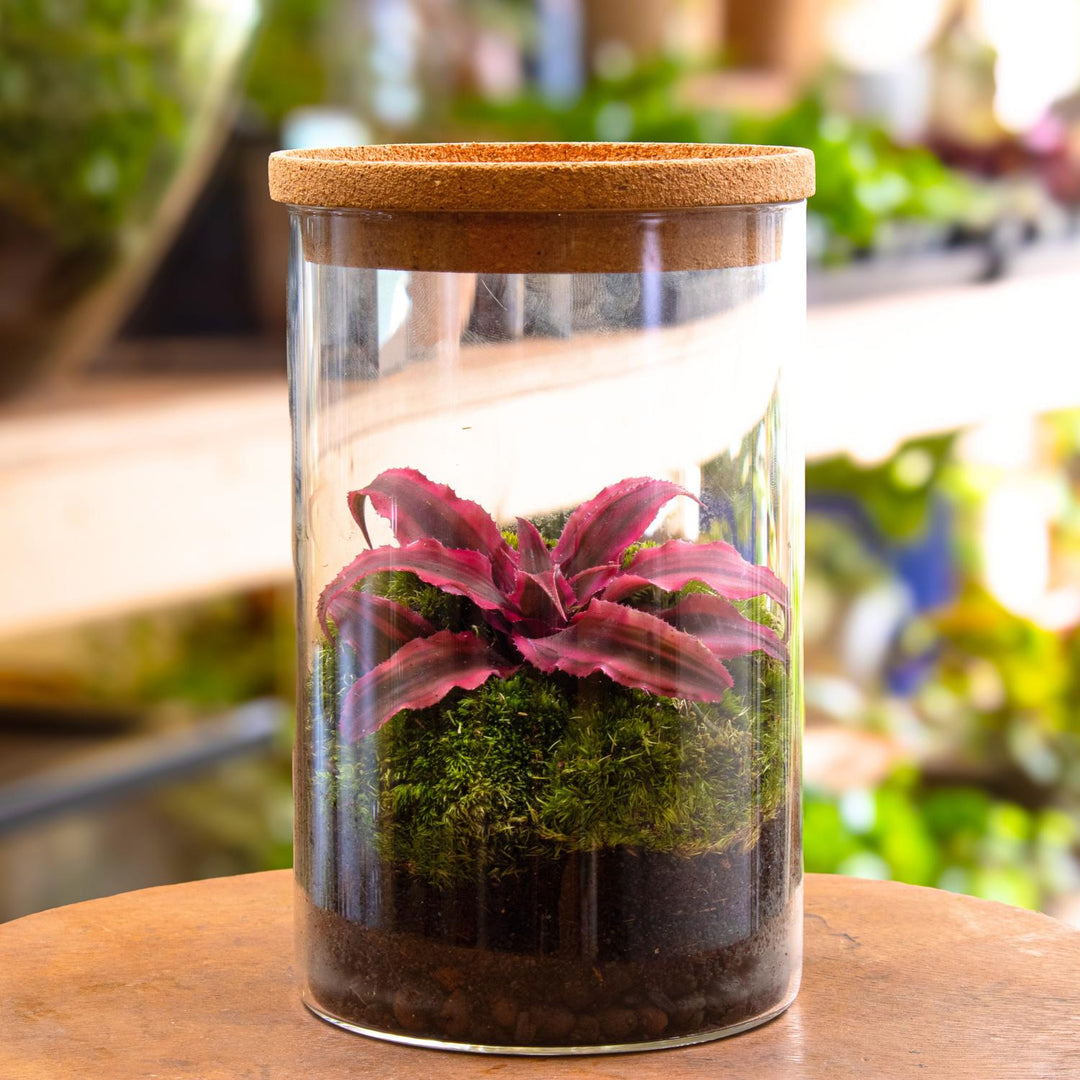 POWERS TO FLOWERS - Cryptanthus In Vaso Ceramica Tronco - Pianta Vera Brasiliana - 3