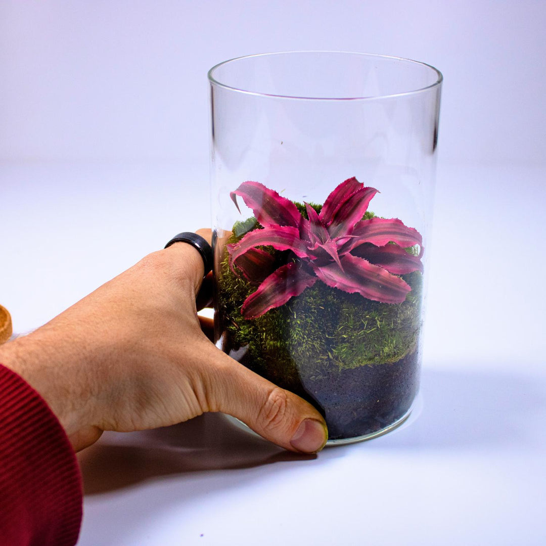 earth star plant terrarium Closed Terrarium with Cryptanthus Plant Colourful pre-made Terrarium Low Mainten