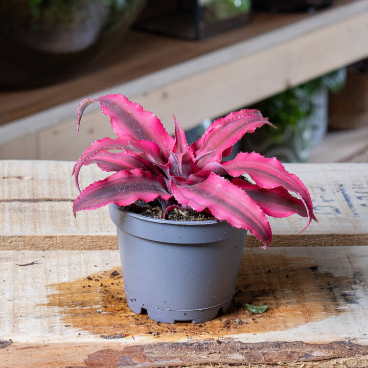 Cryptanthus rubens | For Sale | ome