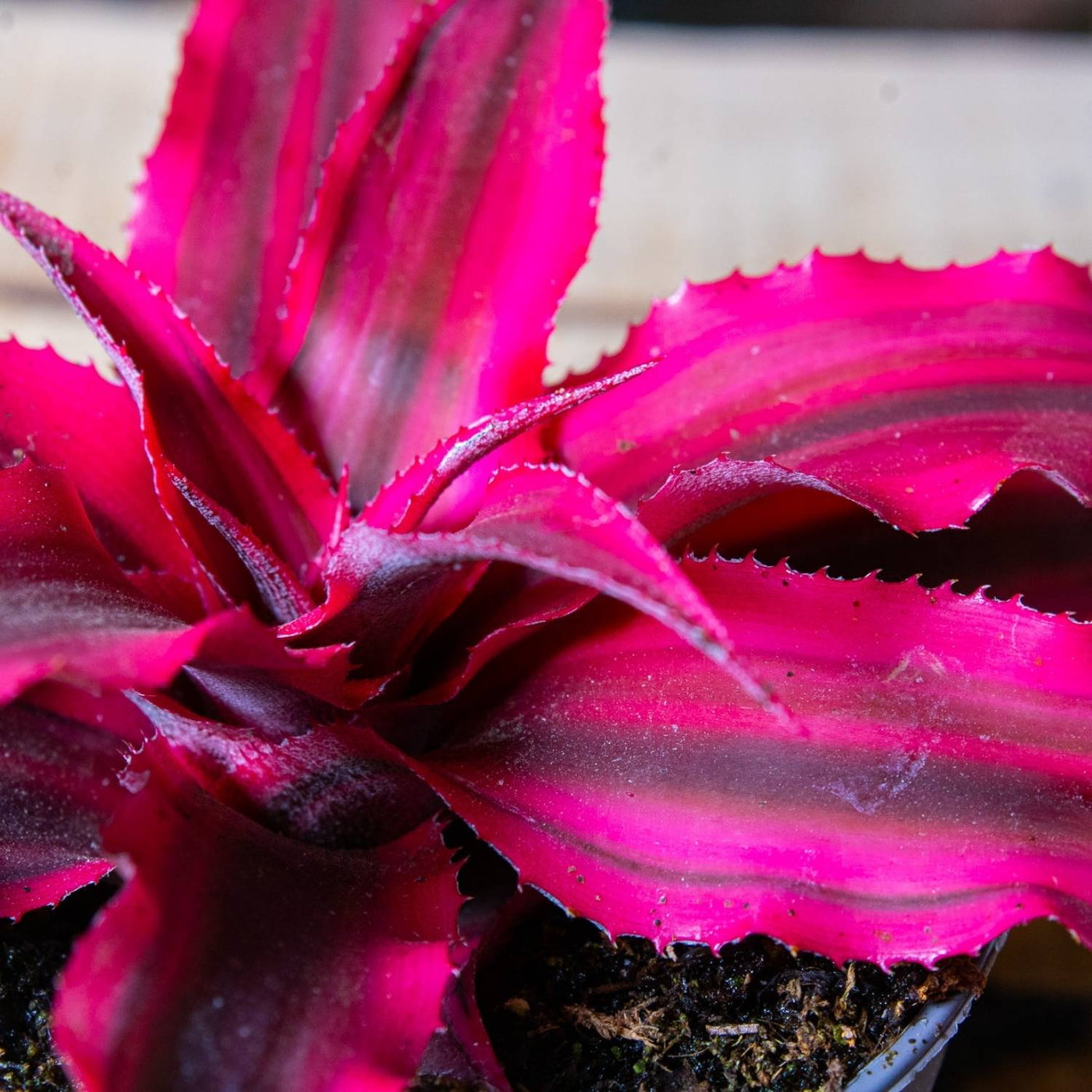 Red cryptanthus plants shop