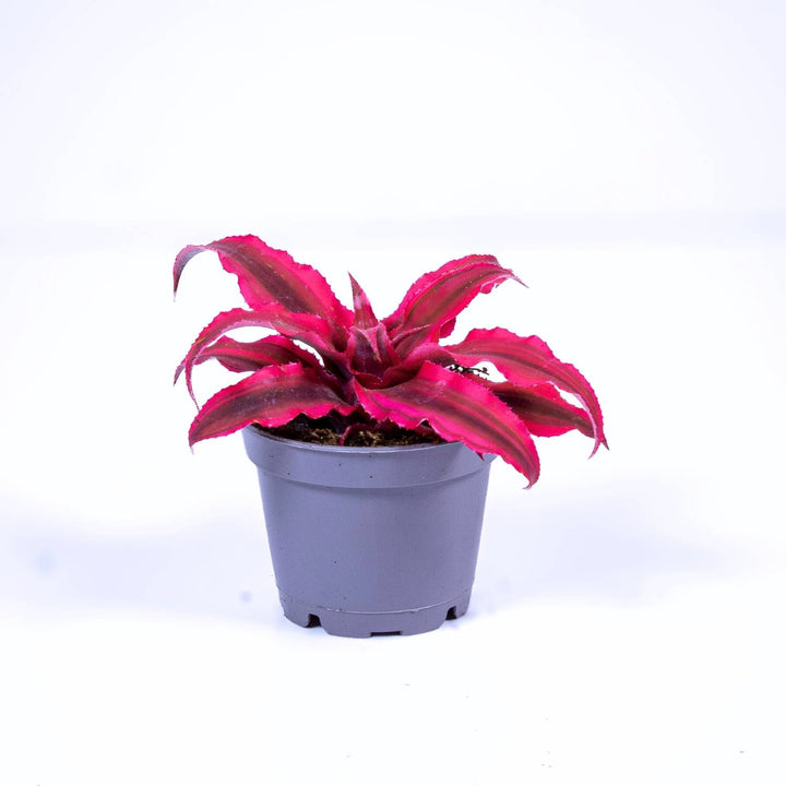 Cryptanthus rubens | For Sale | ome