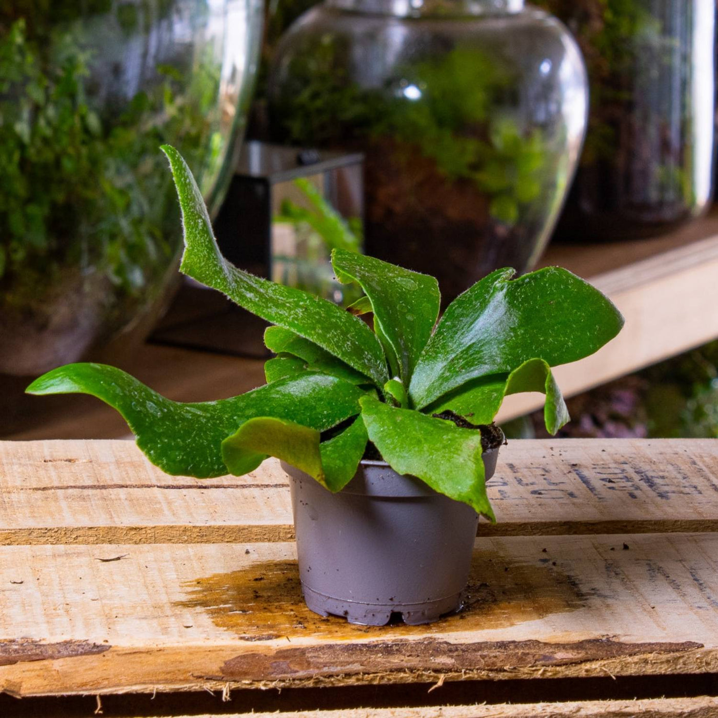 6cm elkhorn fern for terrariums from ome 