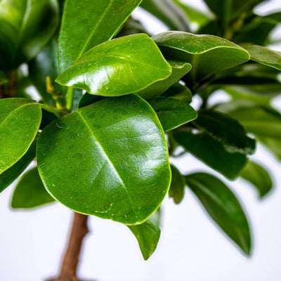 Shop Ficus ginseng Microcarpa Bonsai small 