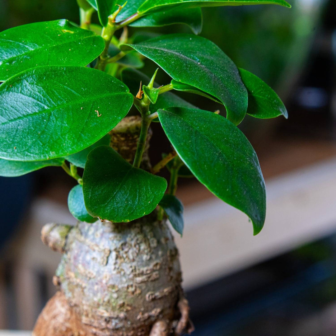 Ficus Ginseng Microcarpa Bonsai 12cm | For Sale