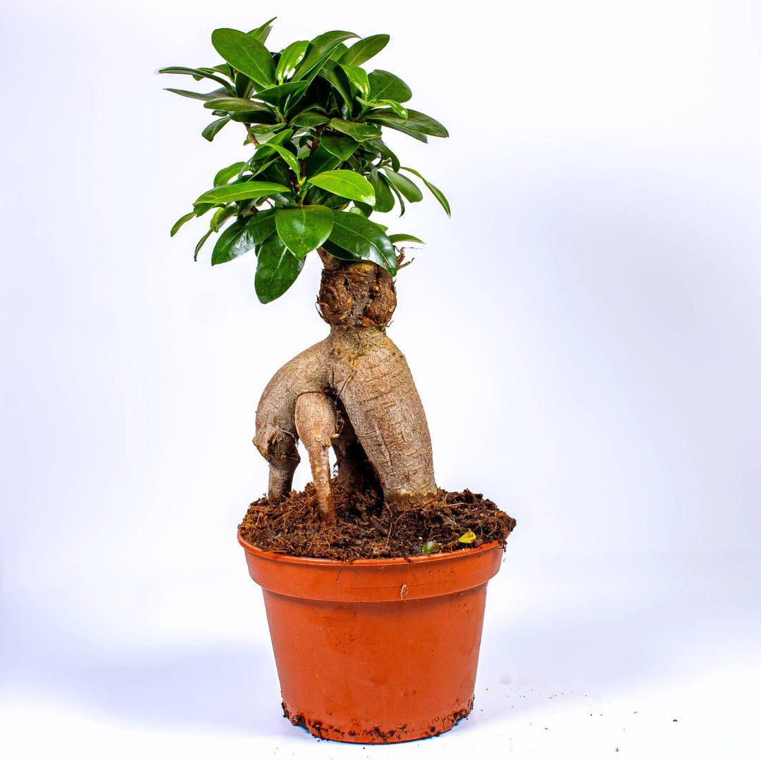 bonsai tree glasgow Ficus Ginseng Microcarpa Bonsai 12cm | For Sale