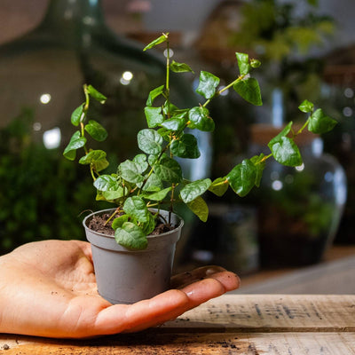 Small terrarium plants for sale at ome