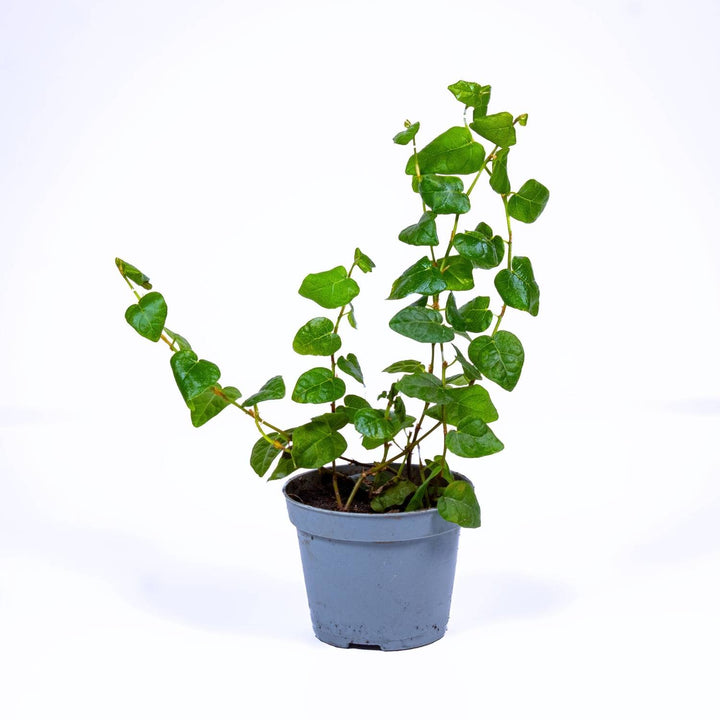 ficus pumila indoor plant Ficus pumila (Creeping Fig) | For Sale