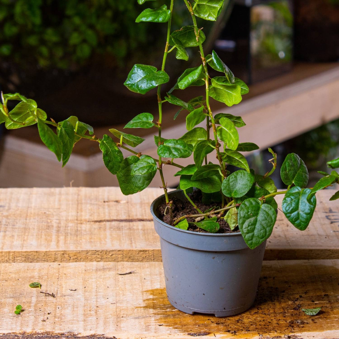 creeping fig house plant Ficus pumila (Creeping Fig) | For Sale