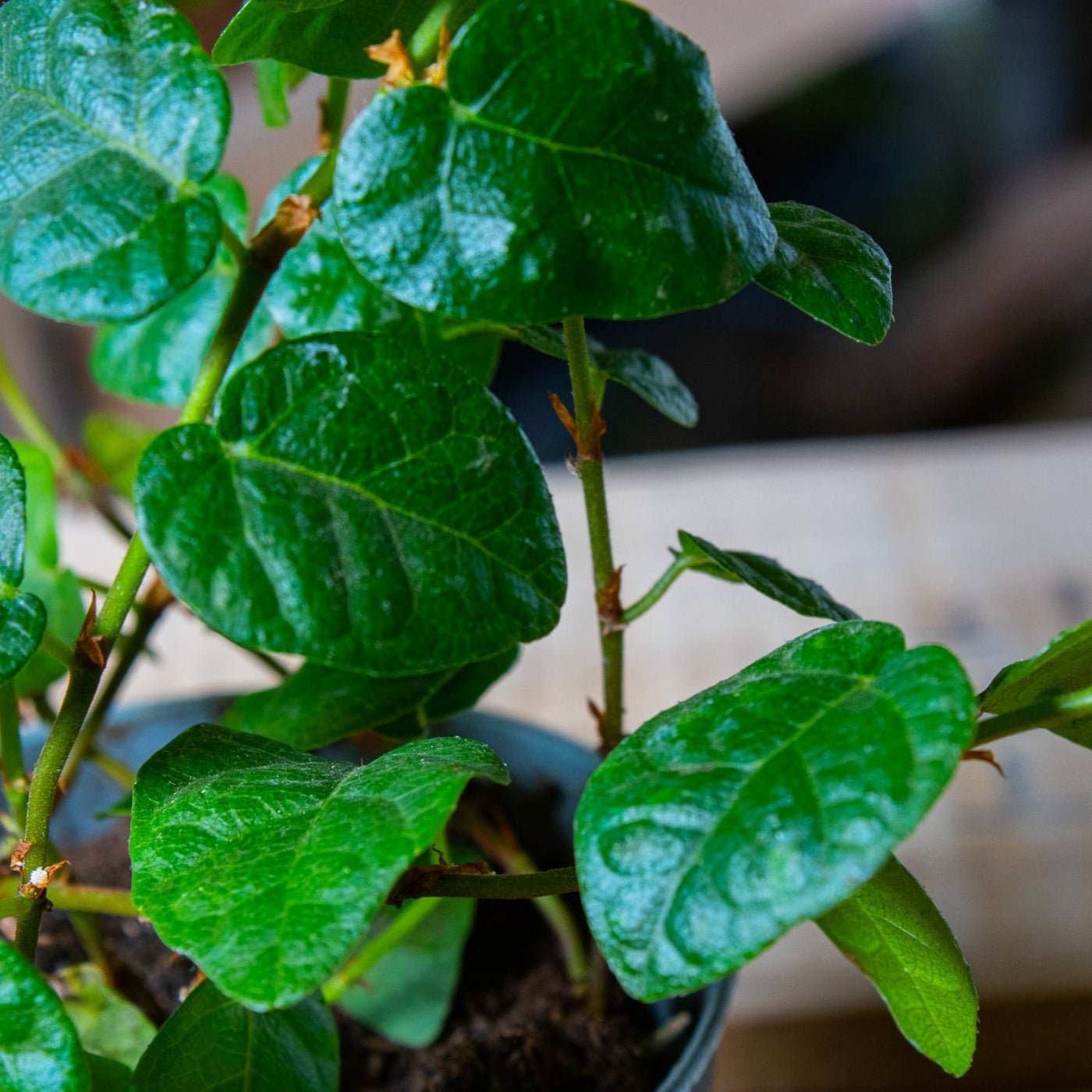 Ficus pumilia creeping fig plant for sale 