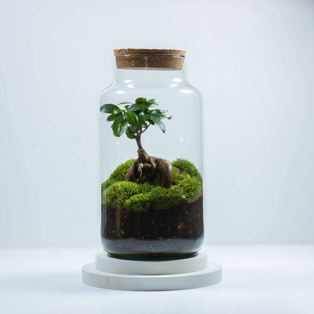 XL Ficus Terrarium | For Sale