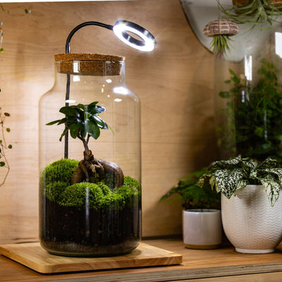 Ready Made Moss Terrarium UK