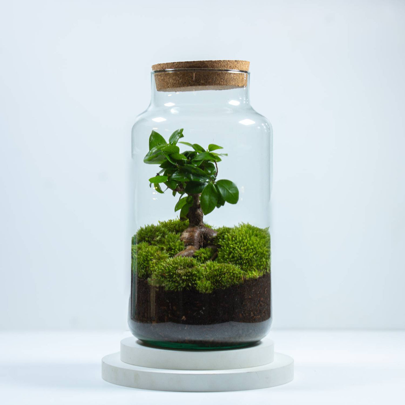 Ficus Terrarium for sale 