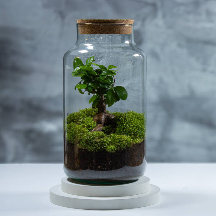 grand terrarium plante XL Ficus Terrarium | For Sale