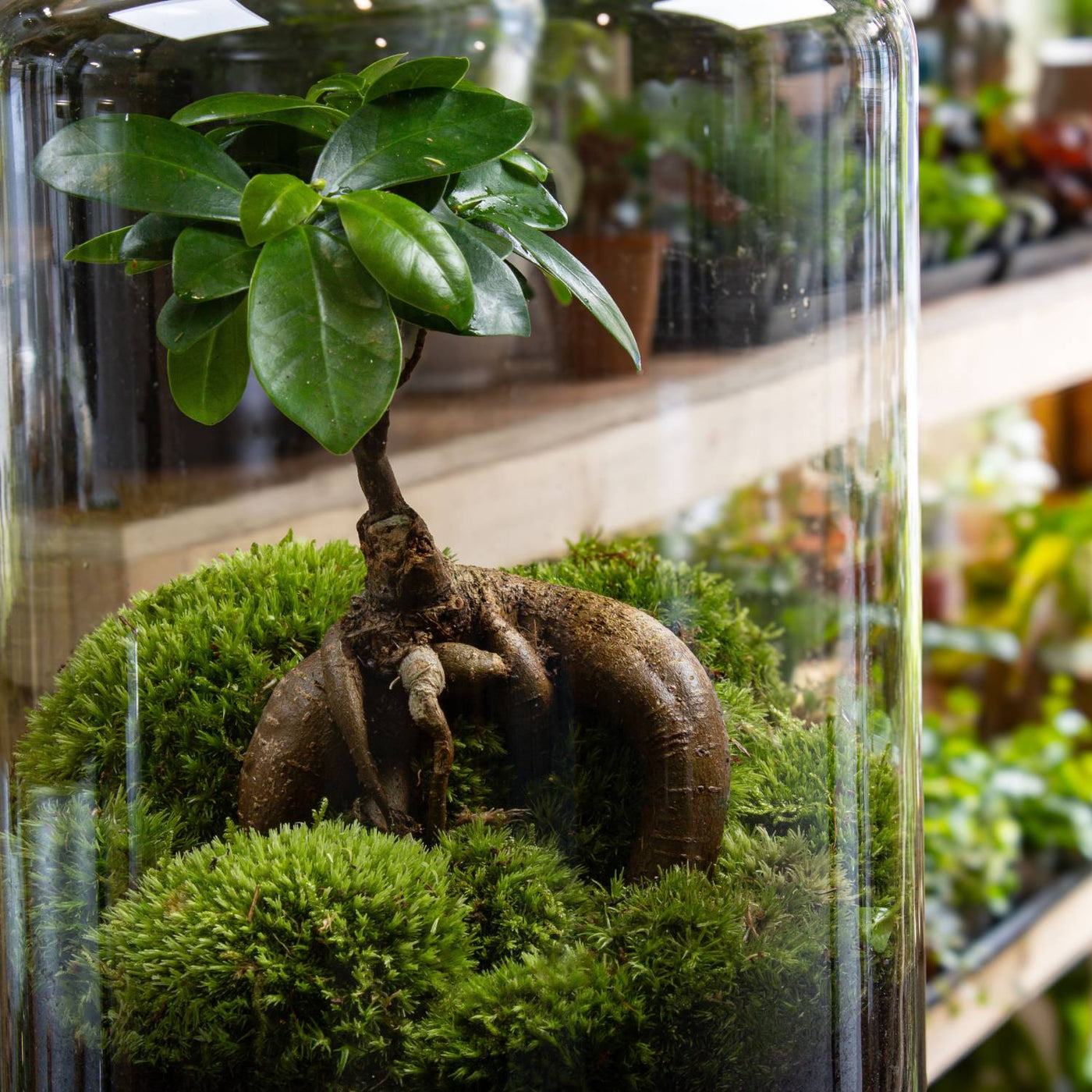 Ficus ginseng terrarium in a closed container