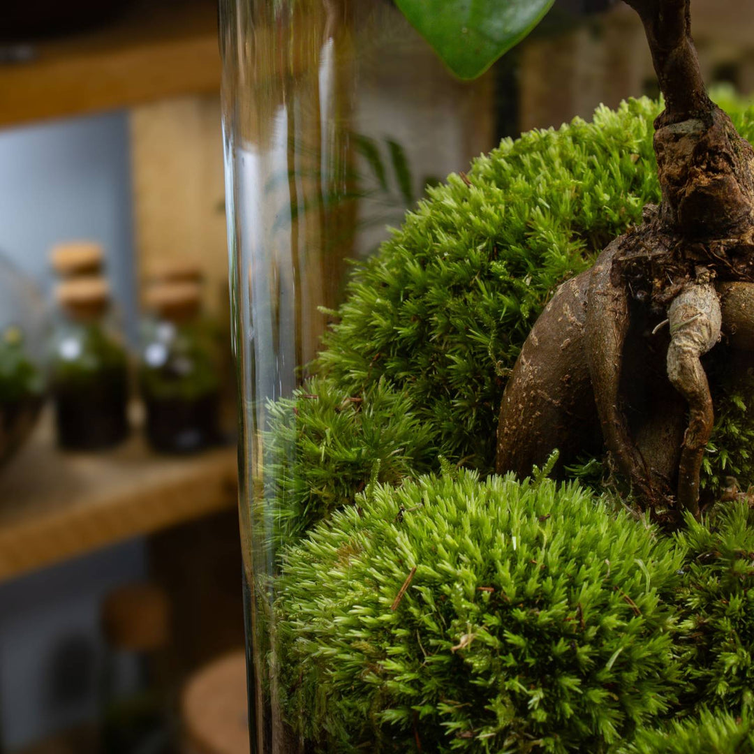 XL Ficus Terrarium | For Sale | ome