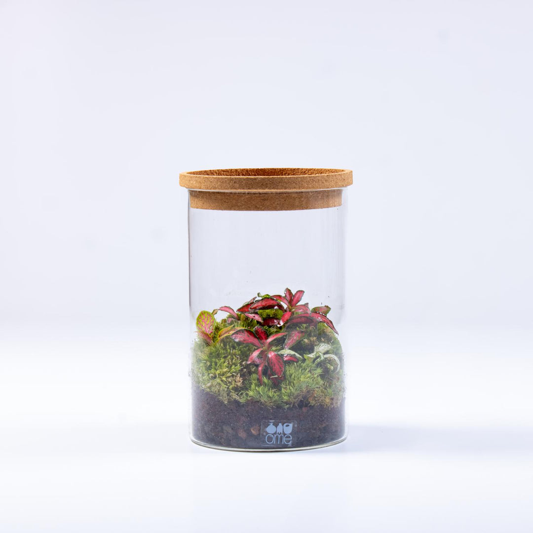 Fittonia Terrarium | For Sale | ome