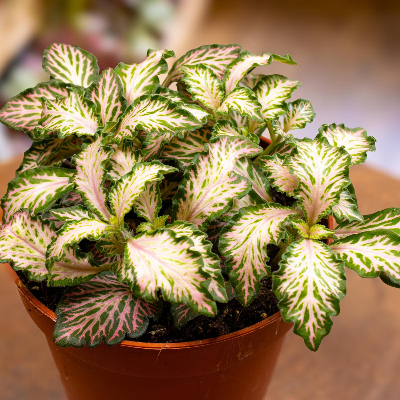 Colour tropical terrarium plants