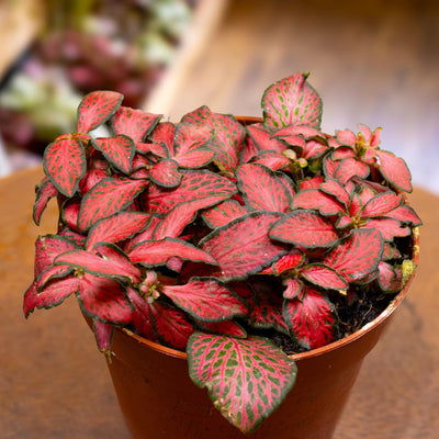 Buy red fittonia plant