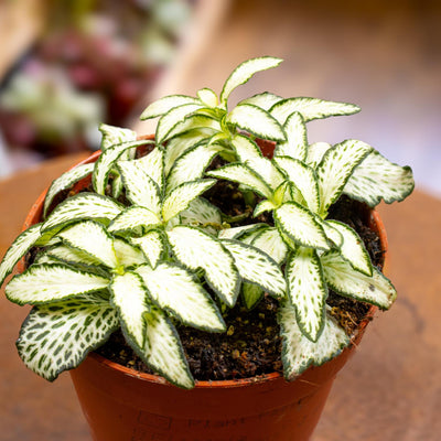 Buy green fittonia plant 