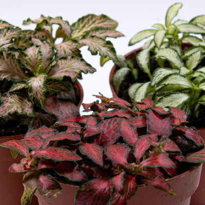 Shop Fittonia plants 