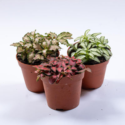 Shop Fittonia Plants at ome 