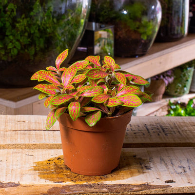 Fittonia albivenis (planta nerviosa) 8cm