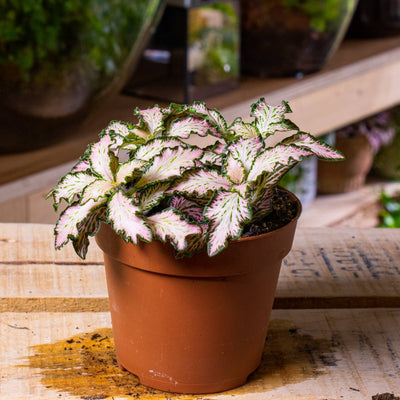 Fittonia albivenis (planta nerviosa) 8cm