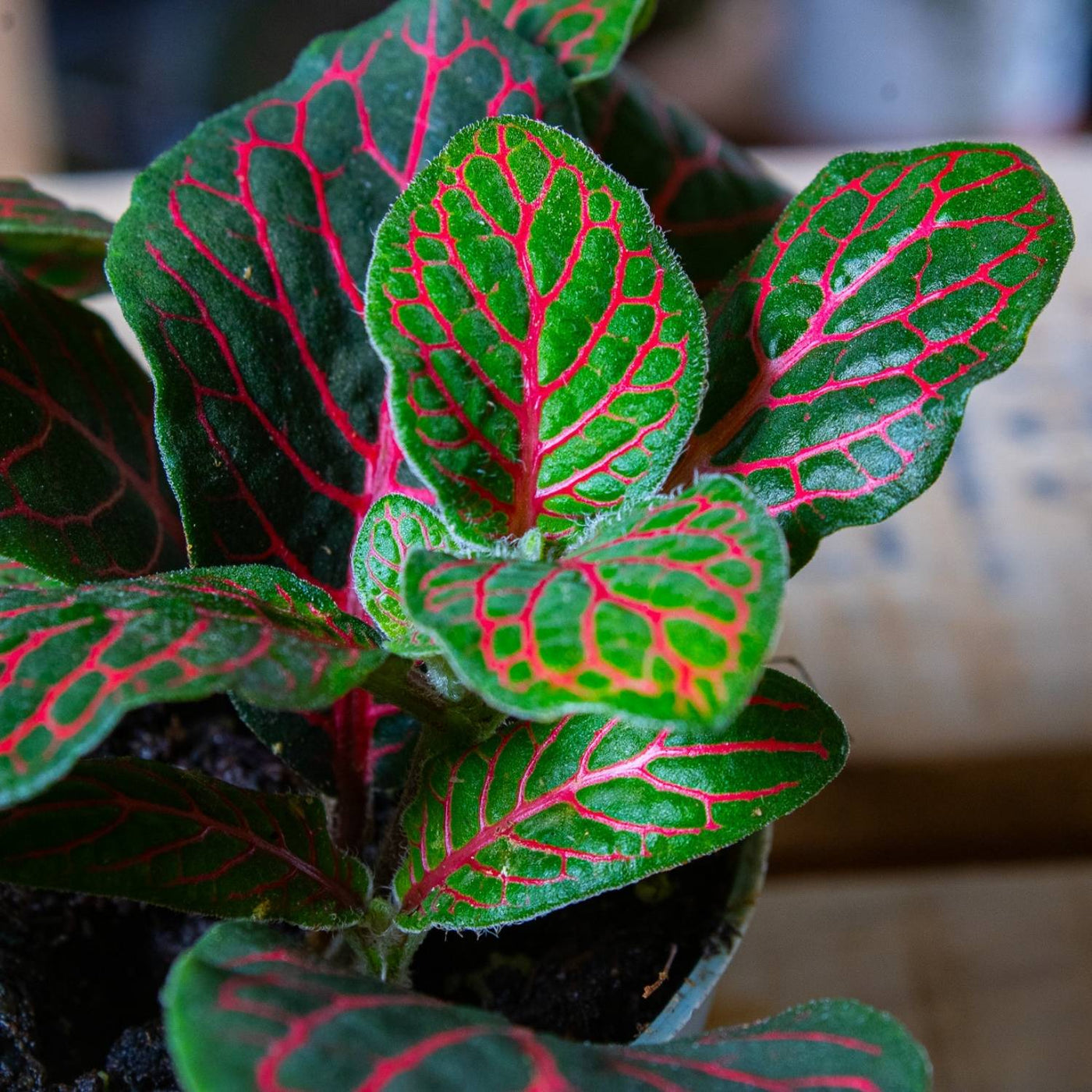 Fittonia albivenis (planta nerviosa) 8cm