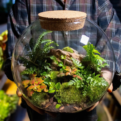 Gift-worthy large terrarium kit featuring tropical plants, moss, and premium soil.
