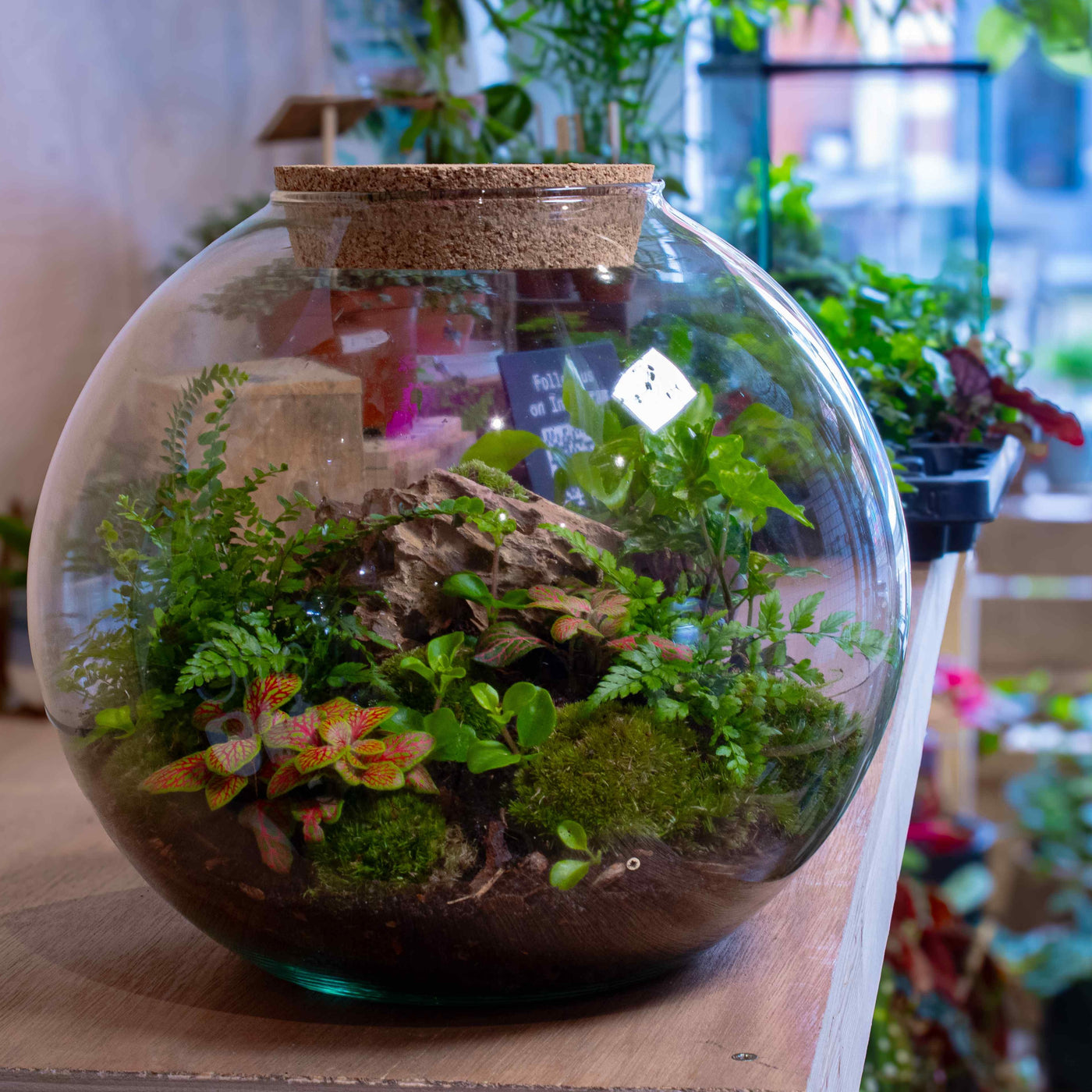 Premium large terrarium kit: Perfect for young adults seeking a unique and green gift.