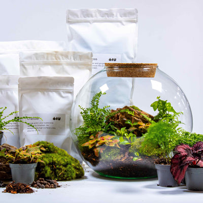 Large terrarium kit with globe-shaped glass, cork lid, and tropical plants, ideal for gifting.